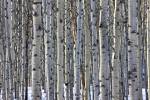 Stock photo of a stand of Aspen trees between Pyramid Lake and Patricia Lake near the town of Jasper, Jasper National Park, Canadian Rocky Mountains, Alberta, Canada.