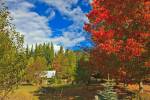 Stock photo of fall colors in Crawford Bay, Central Kootenay, British Columbia, Canada.