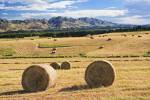 Stock photo of bales of hay in a paddock along State Highway 70, Pacific Alpine Scenic Route, South Island, New Zealand.