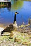 Stock photo of Canadian Goose and three goslings, Branta canadensis, at the Marsh Boardwalk in Point Pelee National Park, Leamington, Ontario, Canada.