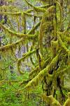 Stock photo of a bright green moss covering tree branches in the rain forest along the trail to Hot Springs Cove, Openit Peninsula, Maquinna Marine Provincial Park.