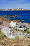 Stock photo of whale bones strewn on the beach along the Boney Shore Trail, across the harbour from the town of Red Bay, Highway 510, Labrador Coastal Drive, Viking Trail, Trails to the Vikings, Strait of Belle Isle, Southern Labrador, Labrador, Canada.