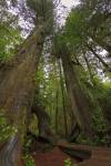 Boardwalk Rainforest Trail Redcedar Trees Rim National Park Vancouver Island British Columbia Canada