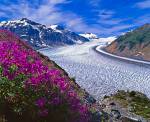 Stock photo of Salmon Glacier fringed by fireweed near the town of Stewart, British Columbia, Canada, North America.