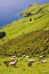 Sheep Hillside view overlooking Titirangi Bay Marlborough South Island New Zealand