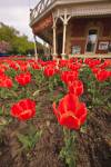 Stock photo of bright red tulips outside the Prince of Wales Hotel (built in 1864) in the town of Niagara-on-the-Lake, Ontario, Canada.
