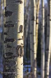 Aspen Trees Pyramid Lake Patricia Lake Jasper National Park Alberta Canada