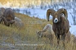 Bighorn Sheep Yellowhead Highway Jasper National Park Alberta Canada