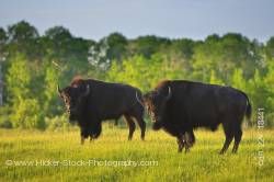 Two Bison in Riding Mountain National Park Manitoba Canada