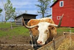 Grazing Bull Beside Barn at Mennonite Heritage Village Steinbach Manitoba Canada