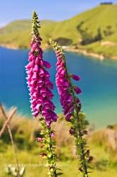 Foxglove Digitalis purpurea Titirangi Bay New Zealand