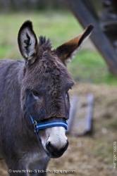 Animal Donkey Portrait