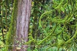 Rain forest of Goldstream Provincial Park Victoria Southern Vancouver Island Vancouver Island