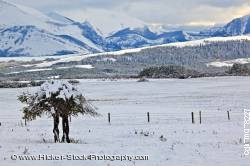 Snow covered tree Rocky Mountains Alberta
