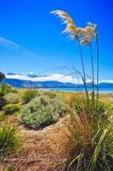 Toi Toi plants along the Kaikoura Beach Kaikoura East Coast South Island New Zealand