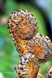 Unfurling ferns Nelson Lakes National Park New Zealand