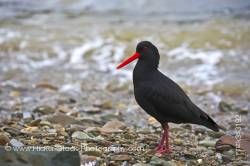 Variable Oystercatcher Haematopus unicolor