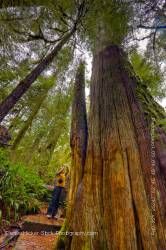 Western Redcedar Trees Rainforest Trail Pacific Rim National Park British Columbia Canada