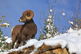 Stock photo of Bighorn sheep ram at Waterton Lakes National Park (a UNESCO World Heritage Site & Biosphere Reserve), Alberta, Canada.