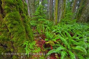 Stock photo of ferns among moss covered trees in the Cathedral Grove Rainforest in MacMillan Provincial Park on Vancouver Island in British Columbia, Canada. Cathedral Grove in MacMillan Provincial Park is an excellent resource for experiencing the lush w