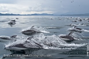 Stock photo of Pacific white sided dolphins in Queen Charlotte Strait, British Columbia, Canada. Lagenorhynchus obliquidens