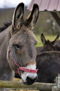 Stock photo of Donkey at Hessenpark (Open Air Museum), Neu-Anspach, Hessen, Germany, Europe.