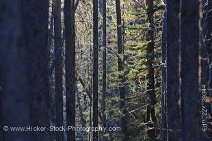 Stock photo of sunlight highlighting the trees in the forest along the trail to the Upper Falls of Johnston Canyon, Banff National Park, Canadian Rocky Mountains, Alberta, Canada.