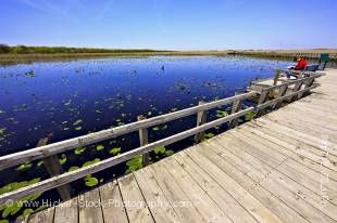 Stock photo of Marsh Boardwalk, Point Pelee National Park, Leamington, Ontario, Canada.