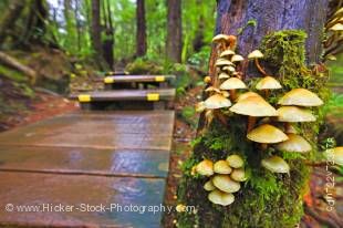 Stock photo of mushrooms and moss growing on a tree in the rainforest of Maquinna Marine Provincial Park along the boardwalk trail to Hot Springs Cove, Openit Peninsula, Clayoquot Sound, Clayoquot Sound UNESCO Biosphere Reserve, West Coast, Vancouver Isla