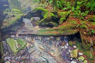 Stock photo of moss covered rocks and tree roots beside the stream which supplies the natural hot mineral water to the rocky pools at Hot Springs Cove, Openit Peninsula, Maquinna Marine Provincial Park, Clayoquot Sound, Clayoquot Sound UNESCO Biosphere Re