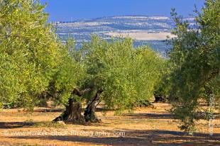 Stock photo of olive trees near the Museo de la Cultura de Oliva (Museum of the Olive) near the town of Baeza, Province of Jaen, Andalusia (Andalucia), Spain, Europe.