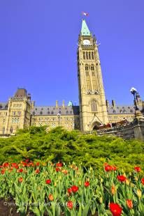 Stock photo of the Peace Tower and tulip garden at the Centre Block building on Parliament Hill in the City of Ottawa. 