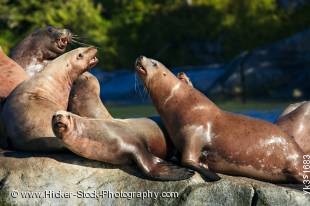 Stock photo of Steller Sea Lions (Eumetopias jubatus) in the Broughton Archipelago near Fife off the northern British Columbia coast in Canada. Also known as Steller's sea lion, Northern sea lion.