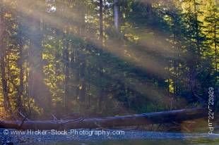 Stock photo of sun rays stream through forest trees and there is a fallen tree on rocks near river.