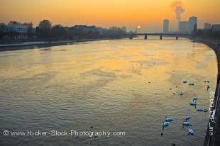 Stock photo of beautiful white swans on the Main River at sunset back dropped by the city of Frankfurt, Hessen, Germany, Europe.