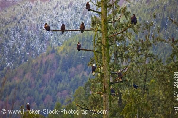 Stock photo of Bald Eagles Tree Winter Beaver Cove Northern Vancouver Island British Columbia Canada