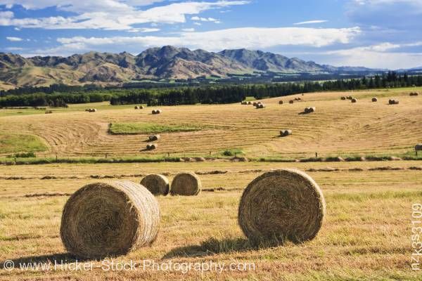 Stock photo of Bales of Hay in paddock State Highway 70 Pacific Alpine Scenic Route South Island New Zealand