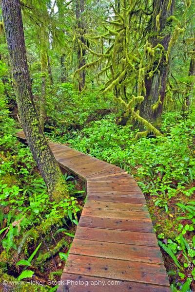 Stock photo of Boardwalk in rainforest Hot Springs Cove Openit Peninsula Maquinna Marine Provincial Park 