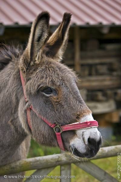 Stock photo of Cute animal Donkey