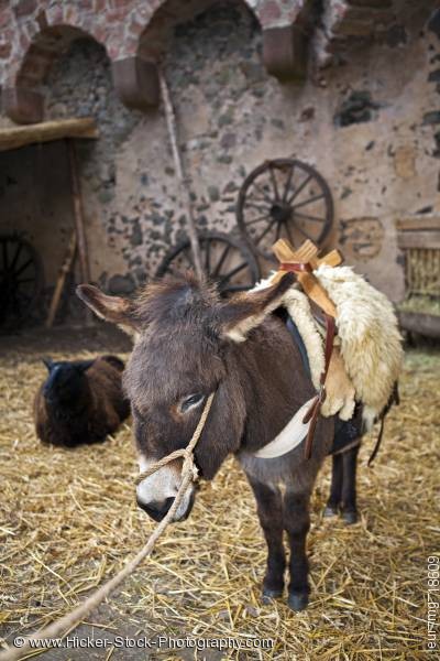 Stock photo of Donkey medieval markets Burg Ronneburg Germany