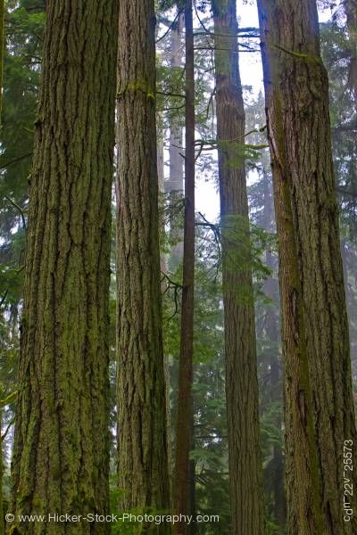 Stock photo of Douglas Fir Trees Cathedral Grove Rainforest MacMillan Provincial Park British Columbia Canada