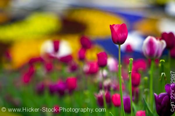 Stock photo of Tulips Niagara Parks Floral Clock along the Niagara River Parkway Queenston Ontario Canada