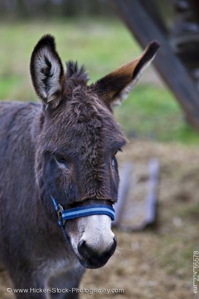 Stock photo of Animal Donkey Portrait