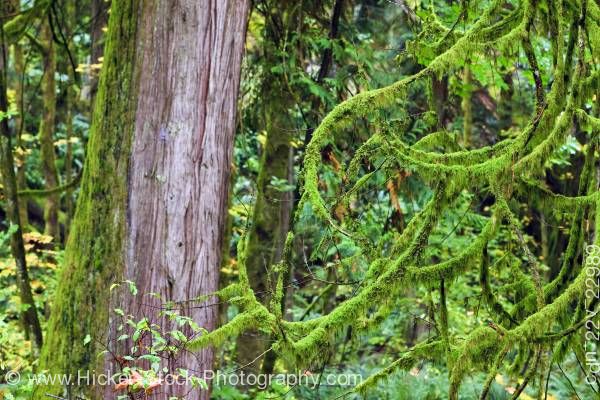Stock photo of Rain forest of Goldstream Provincial Park Victoria Southern Vancouver Island Vancouver Island