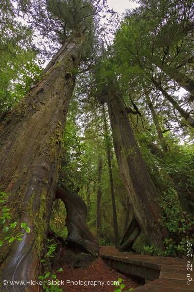 Stock photo of Boardwalk Rainforest Trail Redcedar Trees Rim National Park Vancouver Island British Columbia Canada