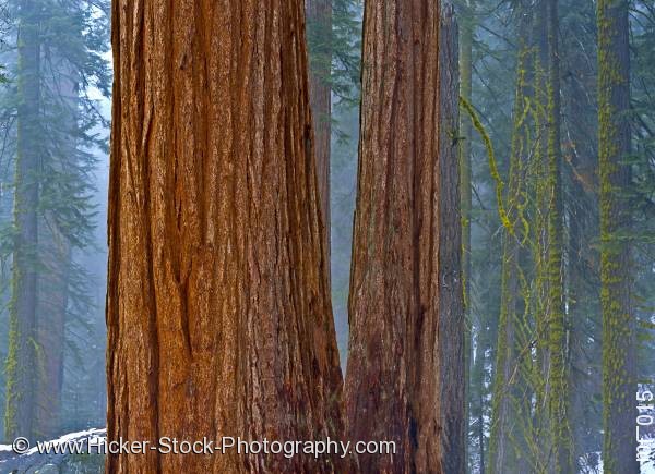 Stock photo of Trees Sequoia National Park California USA North America