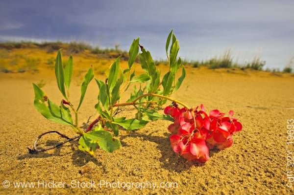Stock photo of Hardy plant Spirit Sands Trail Spruce Woods Provincial Park Manitoba Canada