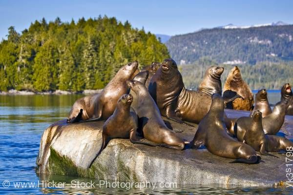 Stock photo of Steller Sea Lions Broughton Archipelago Fife British Columbia Canada