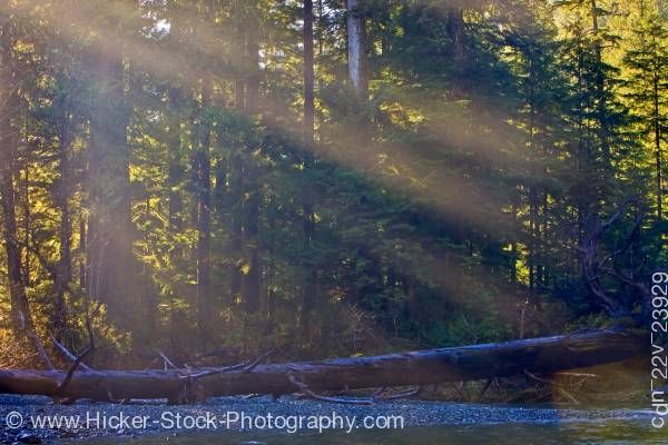 Stock photo of sun rays through trees fallen tree by Virgin Falls