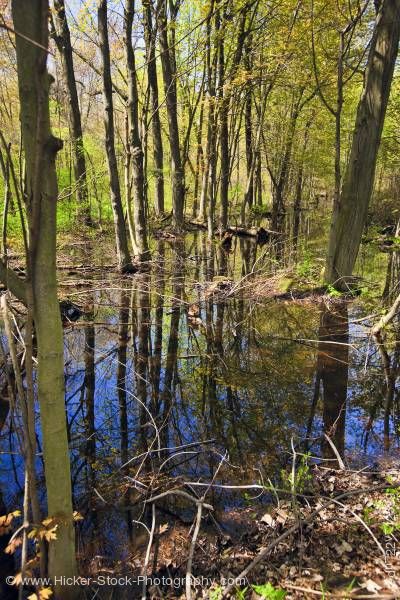 Stock photo of Swamp the Woodland Trail in Point Pelee National Park Leamington Ontario Canada